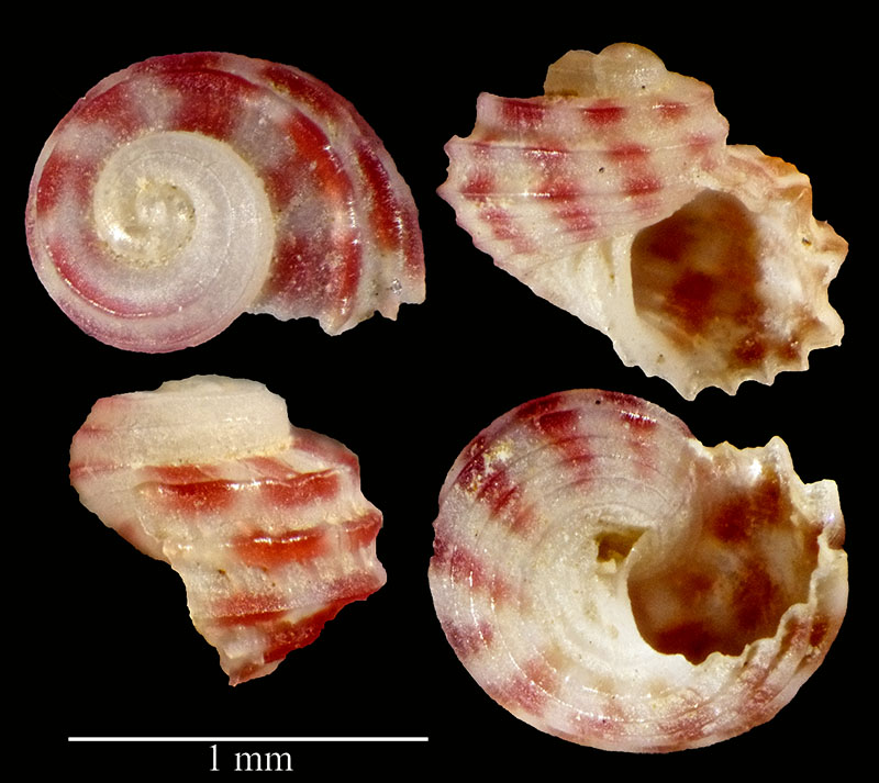 Fastidioso micro gasteropode !